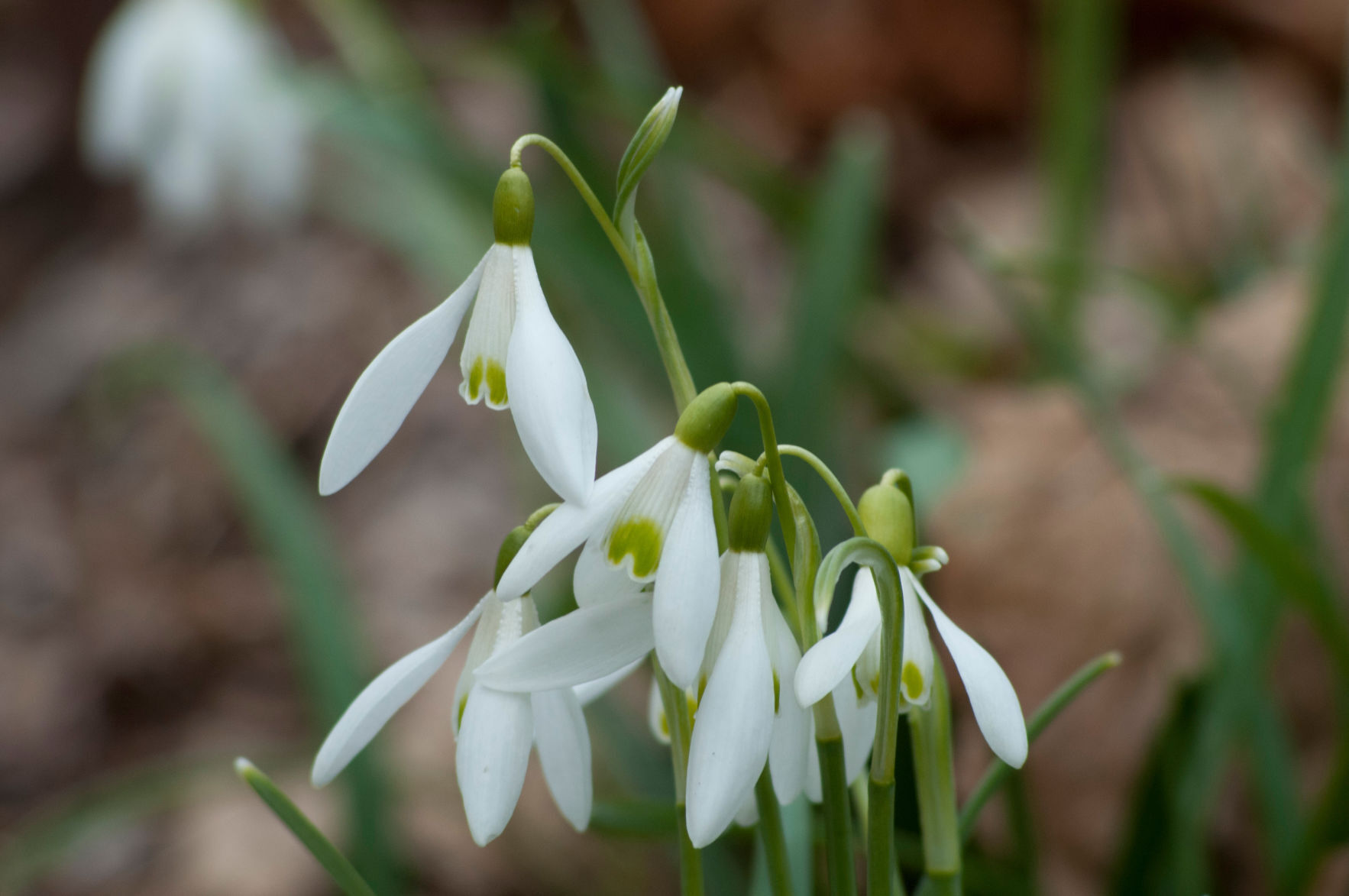 Snowdrops, Galanthus CU